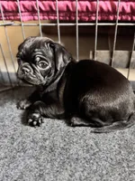 Oona, a female Pug for sale in Denver, CO – 1 of 1