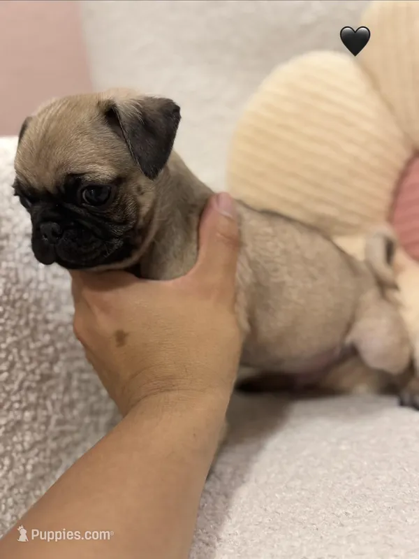 Pickle , a male Pug for sale in Denver, CO – Photo 1 of 1