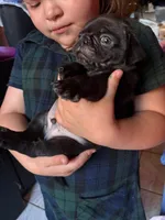 Moosy, a male Pug for sale in Denver, CO – 2 of 2