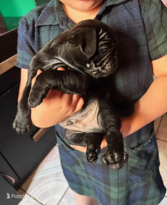 Moosy – Pug puppy for sale in Denver, CO