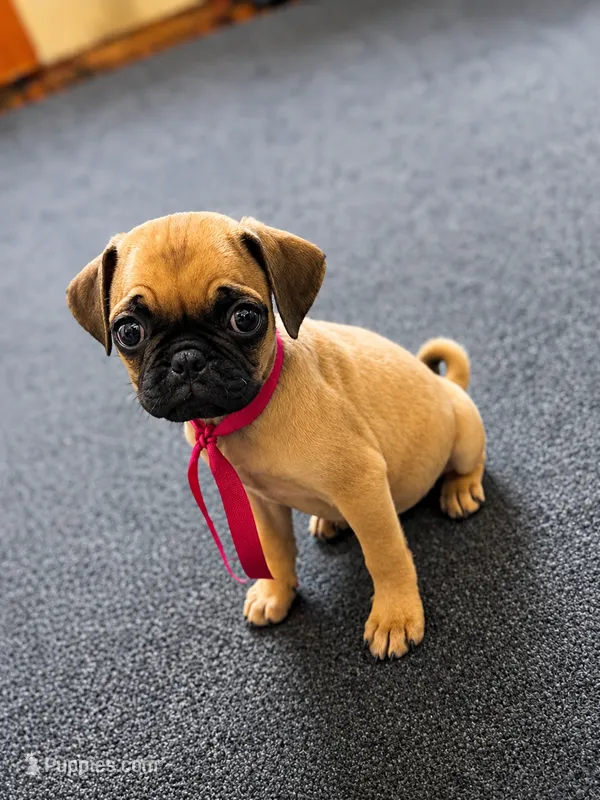Skye – Pug puppy for sale in Denver, CO