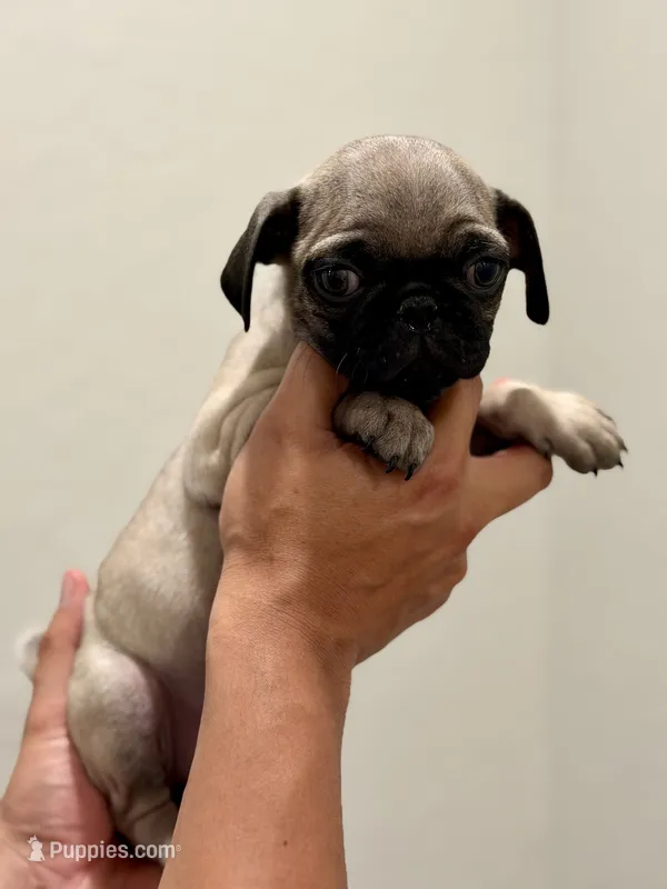 Skye – Pug puppy for sale in Denver, CO