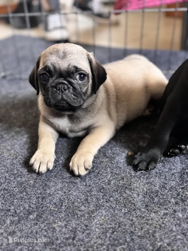 Silky – Pug puppy for sale in Denver, CO