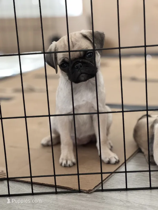 Vanilla – Pug puppy for sale in Denver, CO