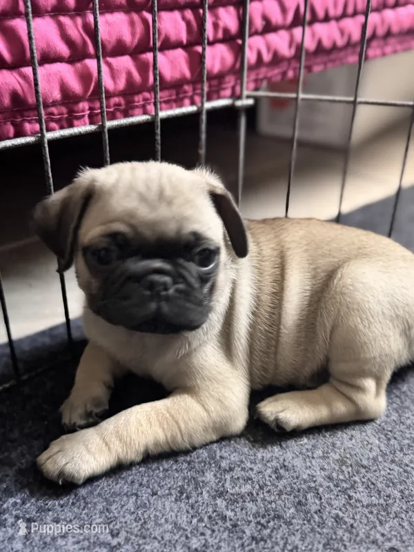 Otto – Pug puppy for sale in Denver, CO