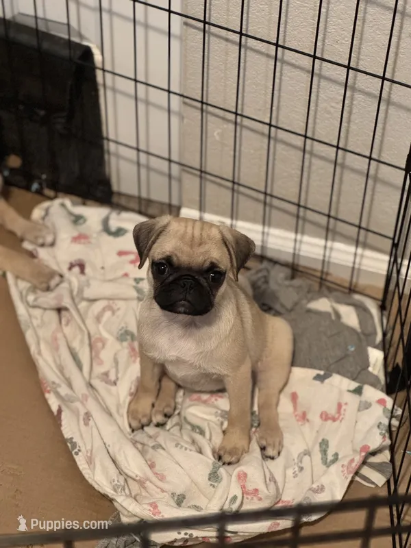 Cupcake  – Pug puppy for sale in Denver, CO