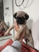 Taco, a male Pug for sale in Denver, CO – Photo 4 of 4