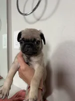 Taco, a male Pug for sale in Denver, CO – Photo 2 of 4