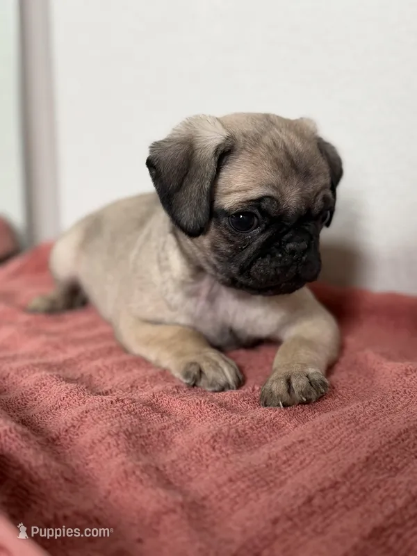 Leo – Pug puppy for sale in Denver, CO