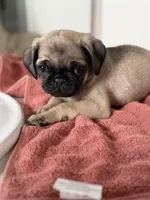 Leo, a male Pug for sale in Denver, CO – Photo 2 of 4