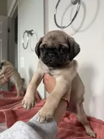 Leo, a male Pug for sale in Denver, CO – Photo 3 of 4