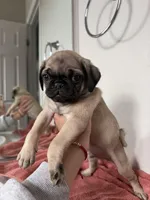 Leo, a male Pug for sale in Denver, CO – Photo 4 of 4