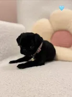 Ash, a female Pug for sale in Denver, CO – Photo 1 of 2