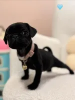 Ash, a female Pug for sale in Denver, CO – Photo 2 of 2