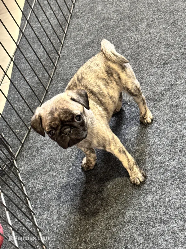Piper – Pug puppy for sale in Denver, CO