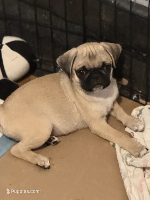 Vanilla – Pug puppy for sale in Denver, CO