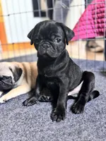 Bernie, a male Pug for sale in Denver, CO – 1 of 1