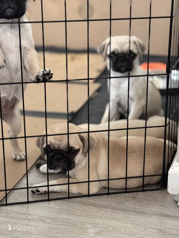 Cupcake  – Pug puppy for sale in Denver, CO