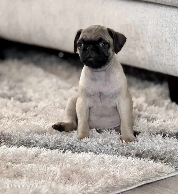 Chase – Pug puppy for sale in Denver, CO