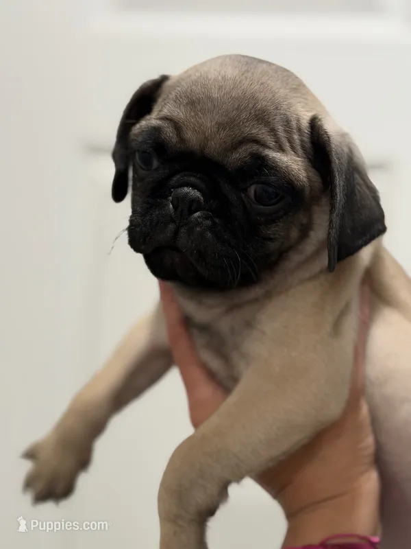 Chase – Pug puppy for sale in Denver, CO