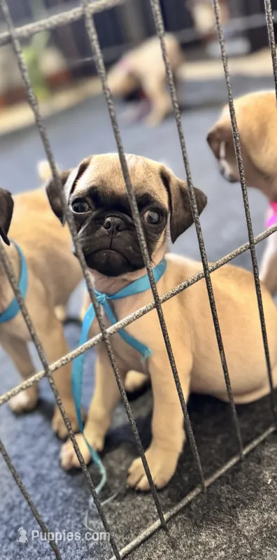 Chase – Pug puppy for sale in Denver, CO