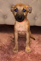 Orange collar, a female Belgian Malinois and American Pit Bull Terrier for sale in Windsor Locks, CT – 1 of 1