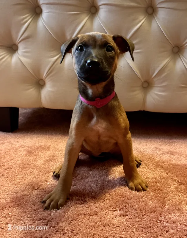 Dark pink collar – Belgian Malinois, American Pit Bull Terrier puppy for sale in Windsor Locks, CT