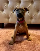 Dark pink collar, a female Belgian Malinois and American Pit Bull Terrier for sale in Windsor Locks, CT – 1 of 1