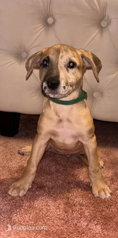 Green collar  – Belgian Malinois, American Pit Bull Terrier puppy for sale in Windsor Locks, CT