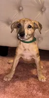 Green collar , a female Belgian Malinois and American Pit Bull Terrier for sale in Windsor Locks, CT – 1 of 1