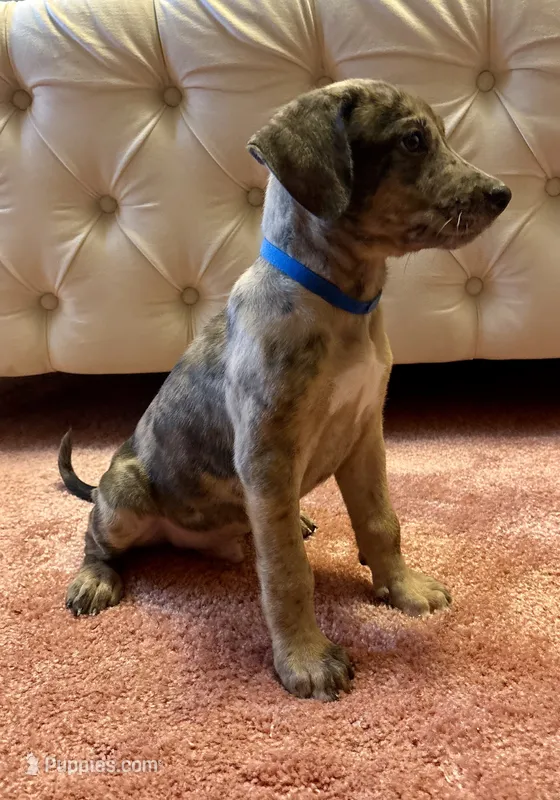 Blue collar – Belgian Malinois, American Pit Bull Terrier puppy for sale in Windsor Locks, CT