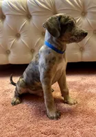 Blue collar, a male Belgian Malinois and American Pit Bull Terrier for sale in Windsor Locks, CT – 1 of 1
