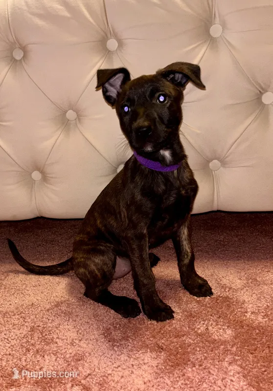 Purple collar – Belgian Malinois, American Pit Bull Terrier puppy for sale in Windsor Locks, CT