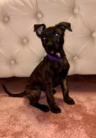 Purple collar, a female Belgian Malinois and American Pit Bull Terrier for sale in Windsor Locks, CT – 1 of 1