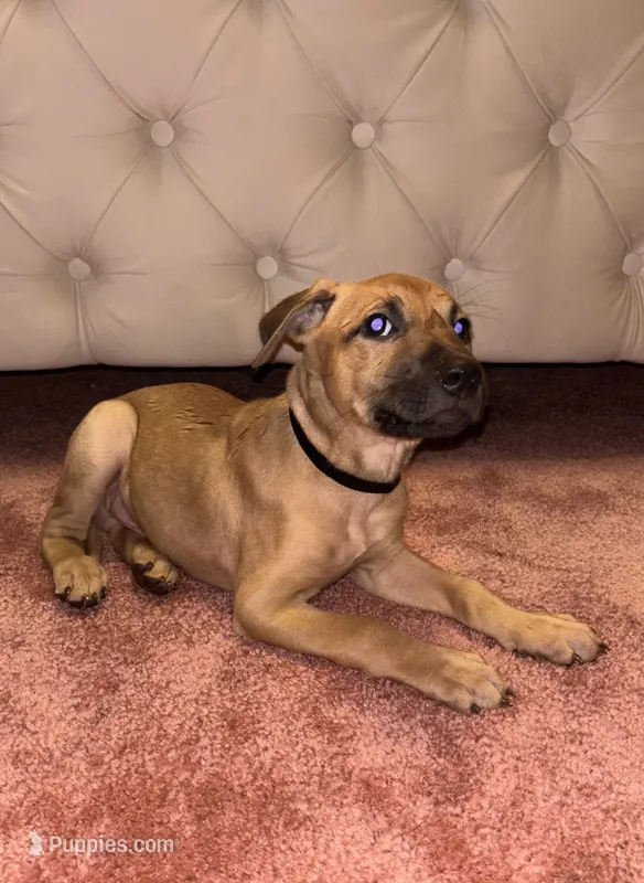 Black collar – Belgian Malinois, American Pit Bull Terrier puppy for sale in Windsor Locks, CT