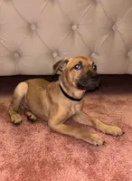 Black collar, a male Belgian Malinois and American Pit Bull Terrier for sale in Windsor Locks, CT – 1 of 1