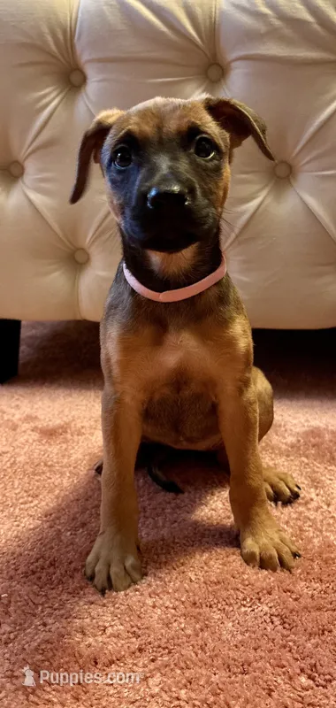 Light pink collar – Belgian Malinois, American Pit Bull Terrier puppy for sale in Windsor Locks, CT