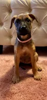Light pink collar, a female Belgian Malinois and American Pit Bull Terrier for sale in Windsor Locks, CT – 1 of 1