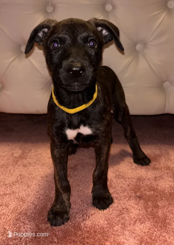 Yellow collar  – Belgian Malinois, American Pit Bull Terrier puppy for sale in Windsor Locks, CT