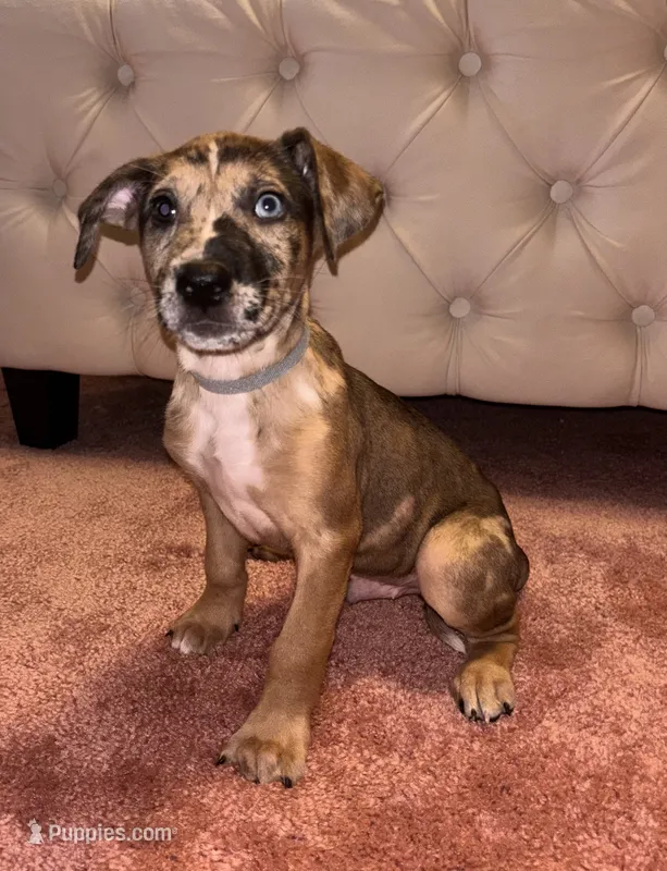 Gray collar – Belgian Malinois, American Pit Bull Terrier puppy for sale in Windsor Locks, CT