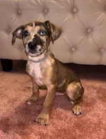 Gray collar, a male Belgian Malinois and American Pit Bull Terrier for sale in Windsor Locks, CT – 1 of 1