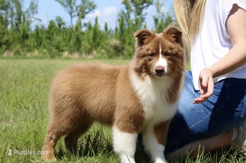 RTM-AKC MAS – Miniature Australian Shepherd puppy for sale in Patrick, SC