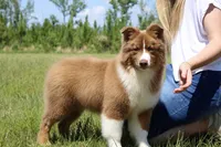 RTM-AKC MAS, a male Miniature Australian Shepherd for sale in Patrick, SC – 1 of 5