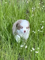 Ember, a female Miniature American Shepherd for sale in Patrick, SC – 2 of 4