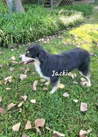 Jackie Flash, a female Australian Shepherd for sale in Patrick, SC – 3 of 6