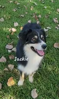 Jackie Flash, a female Australian Shepherd for sale in Patrick, SC – 2 of 6