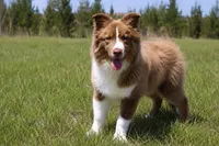 RTM-AKC MAS, a male Miniature Australian Shepherd for sale in Patrick, SC – 2 of 5