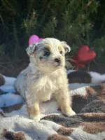 Blue Cowgirl/CKC, a male Australian Shepherd for sale in Patrick, SC – Photo 2 of 5