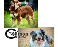 Blue Cowgirl/CKC, a male Australian Shepherd for sale in Patrick, SC – Photo 5 of 5