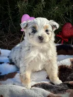 Blue Cowgirl/CKC, a male Australian Shepherd for sale in Patrick, SC – Photo 1 of 5